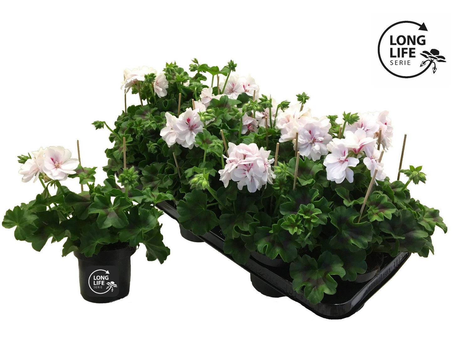 Pelargonium pelt. double white 25cm 510cm Pot