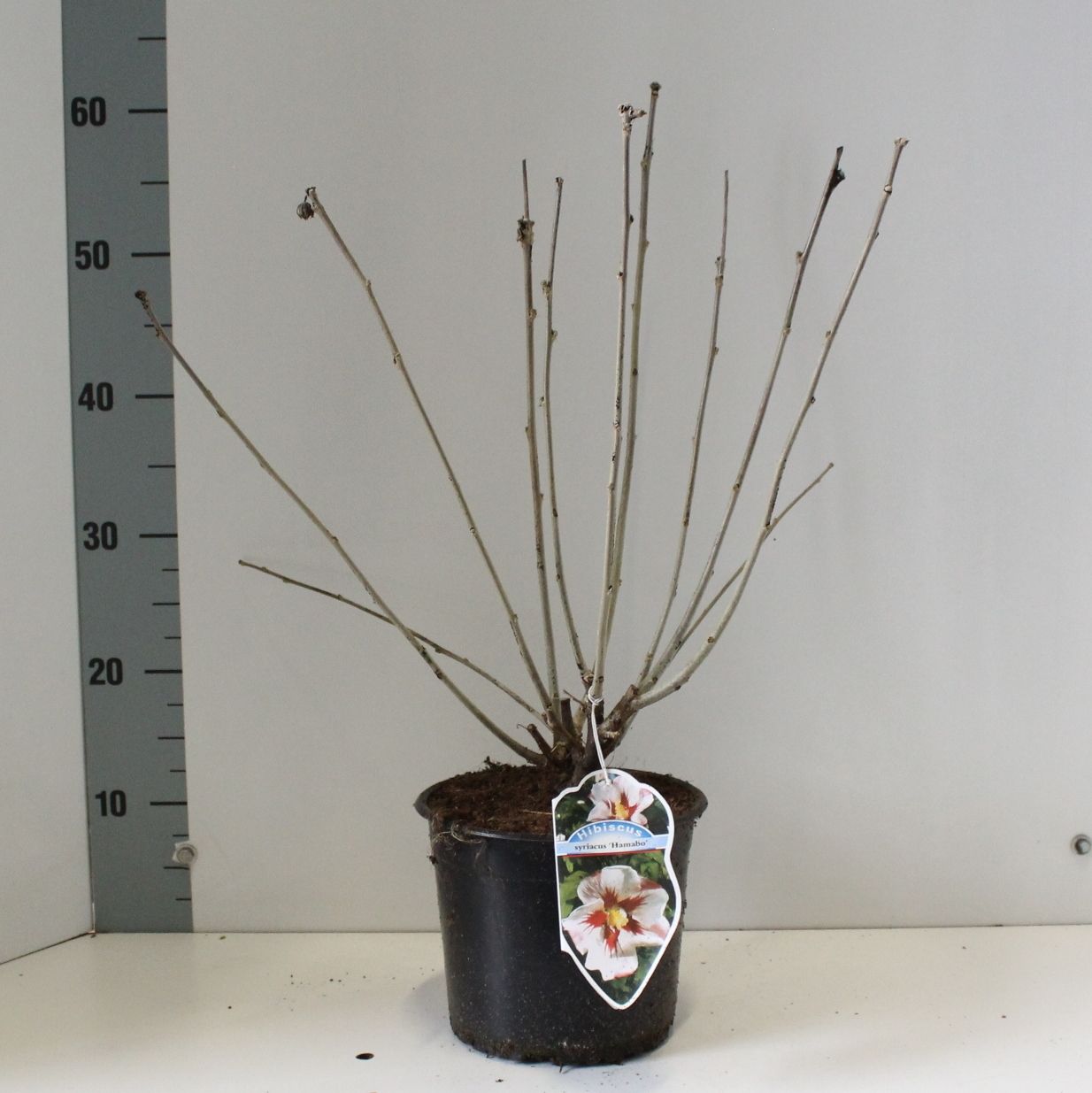 Hibiscus syriacus Hamabo 40cm 19cm Pot