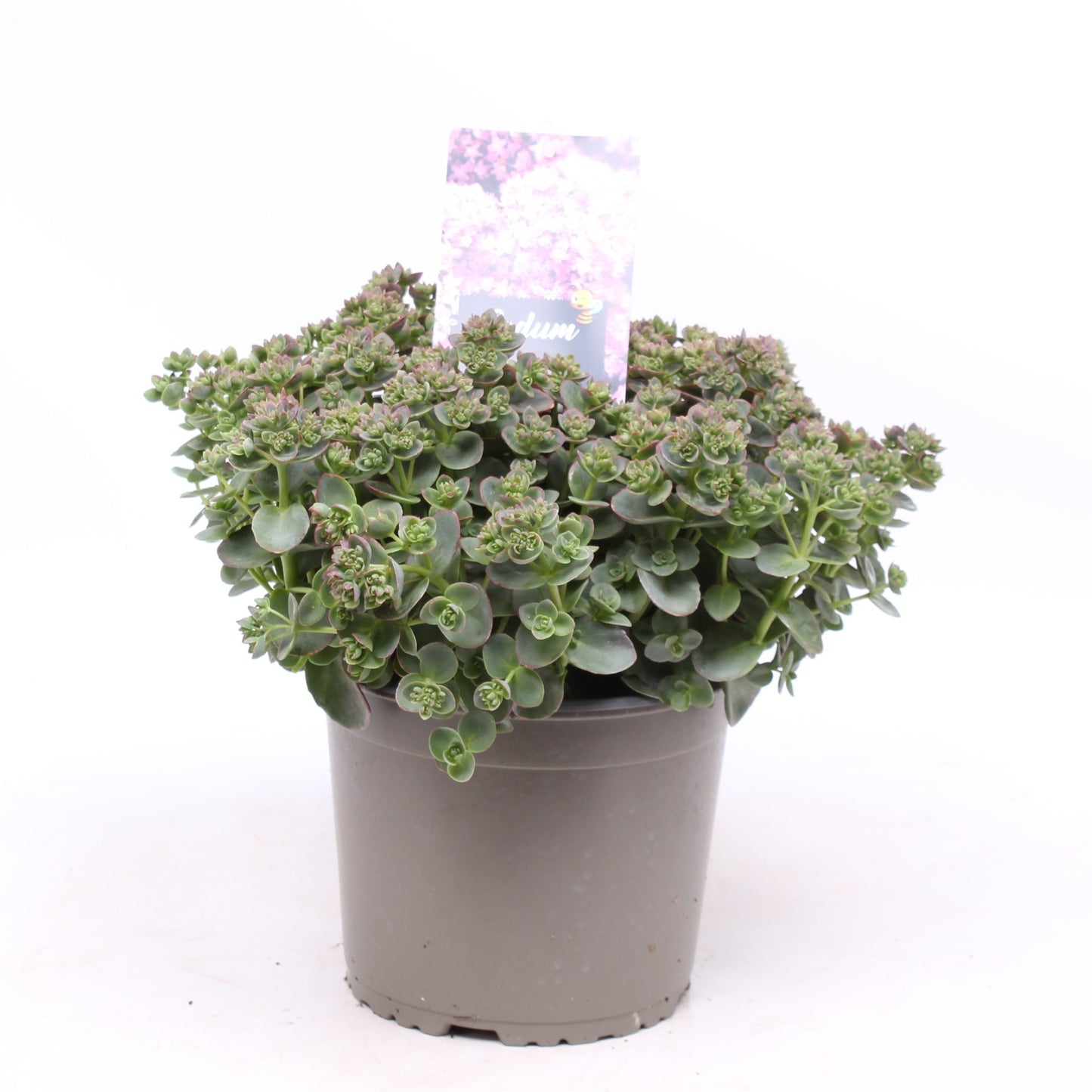 Sedum Sunsparkler Lime Zinger 30cm 19cm Pot