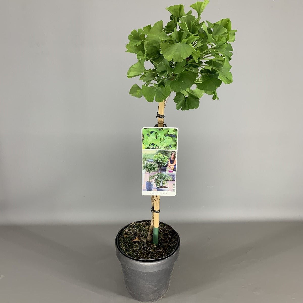 Ginkgo biloba Mariken 85cm 19cm Pot