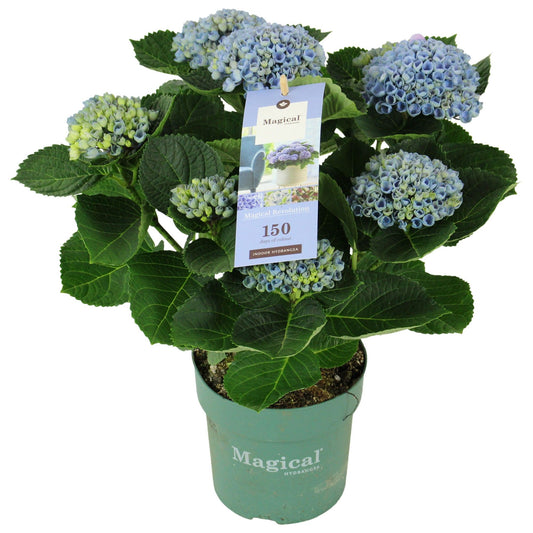 Hydrangea macrophylla Magical Revolution blue 35cm 14cm Pot