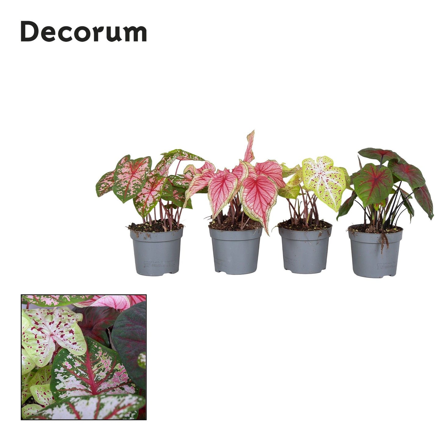 Caladium mix 25cm 13cm Pot