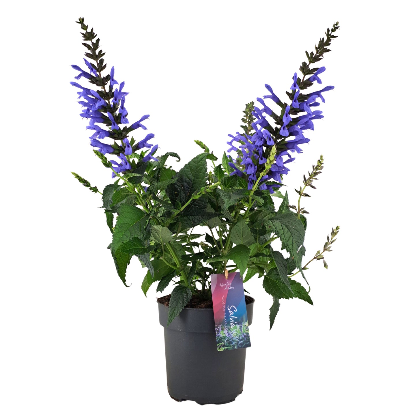 Salvia Salgoon Lake Como 50cm 17cm Pot