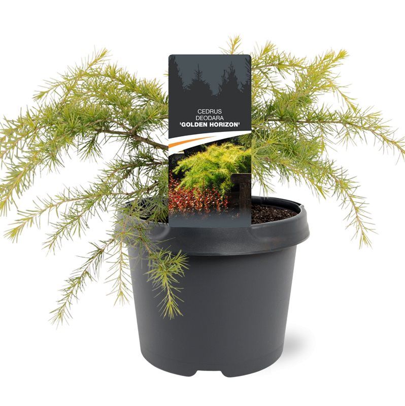 Cedrus deo. Golden Horizon 45cm 19cm Pot