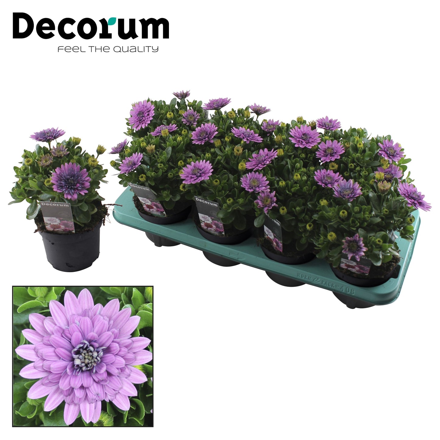 Osteospermum 3d Pink 25cm 12cm Pot