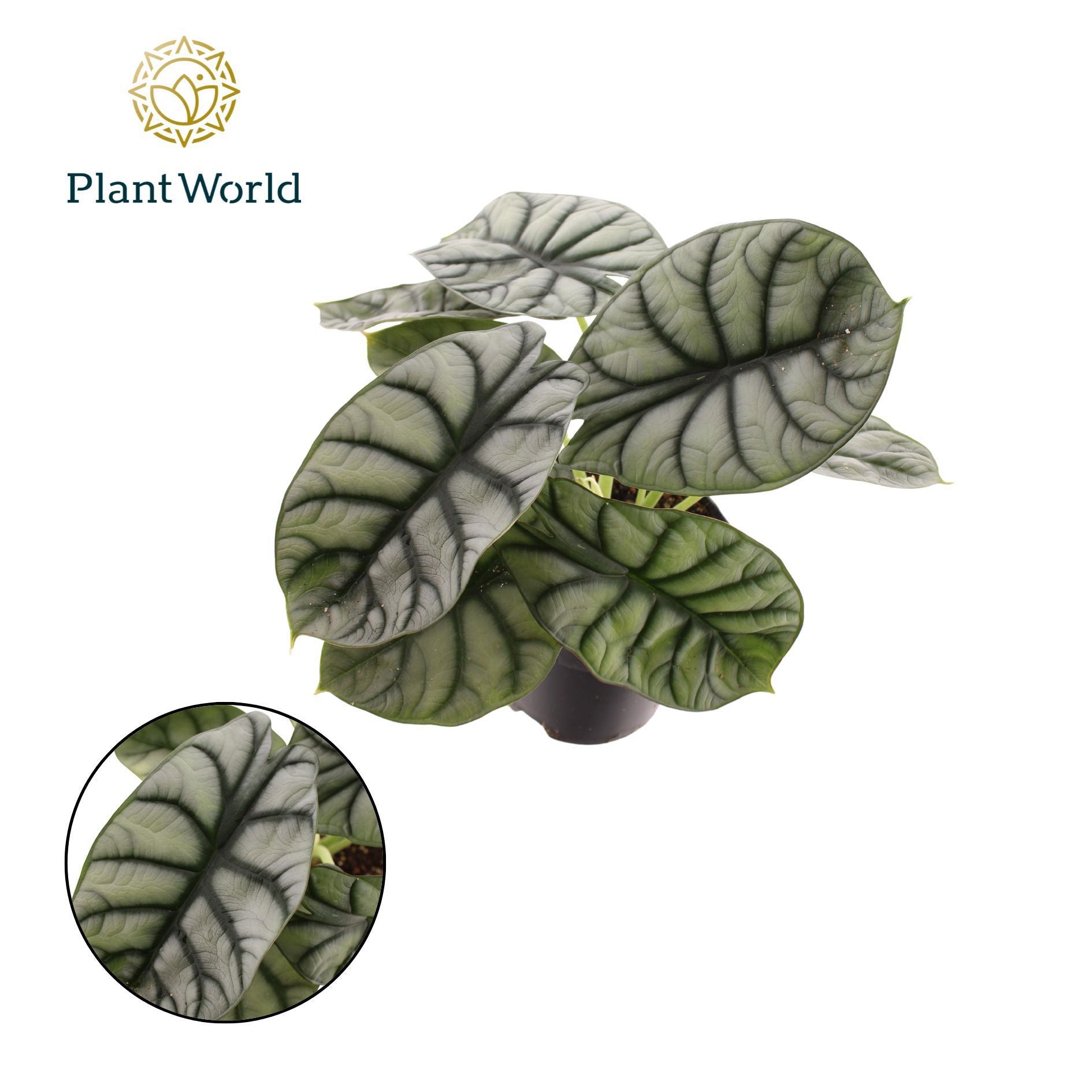 Alocasia Nebula Silver 25cm 14cm Pot