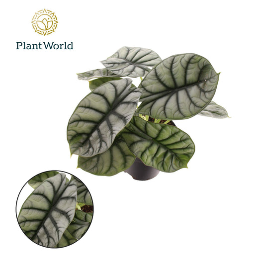 Alocasia Nebula Silver 25cm 14cm Pot