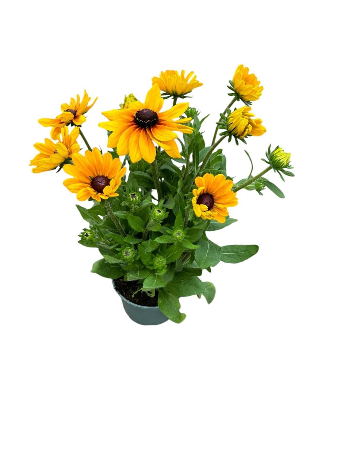 Rudbeckia 25cm 19cm Pot