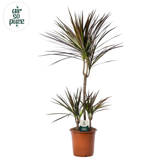 Dracaena Magenta 90cm 21cm Pot