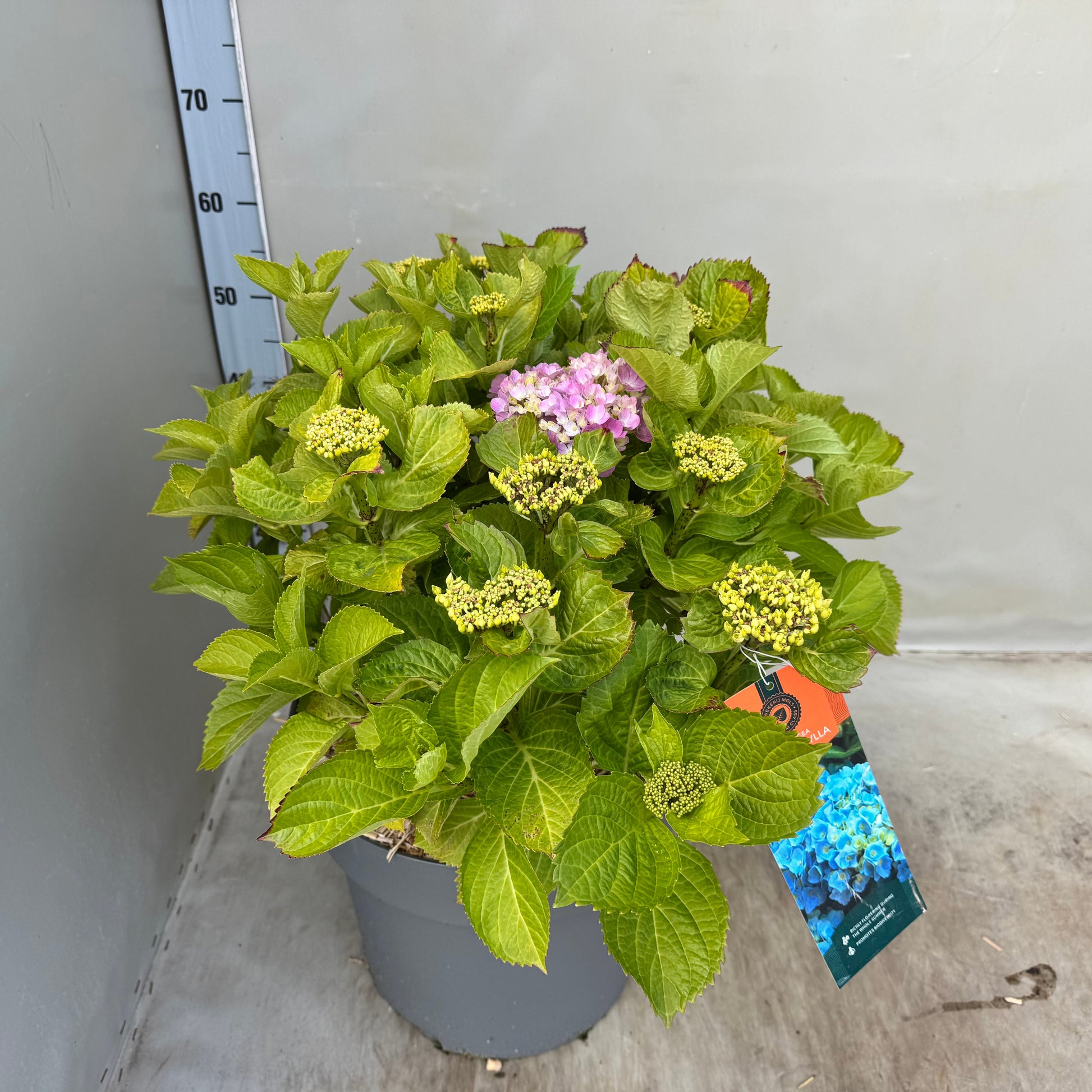 Hydrangea macr. Bodensee 60cm 35cm Pot