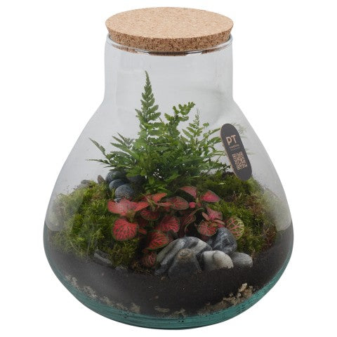 PTTER8121 Arrangementen kamerplanten groen 25cm 22cm Pot