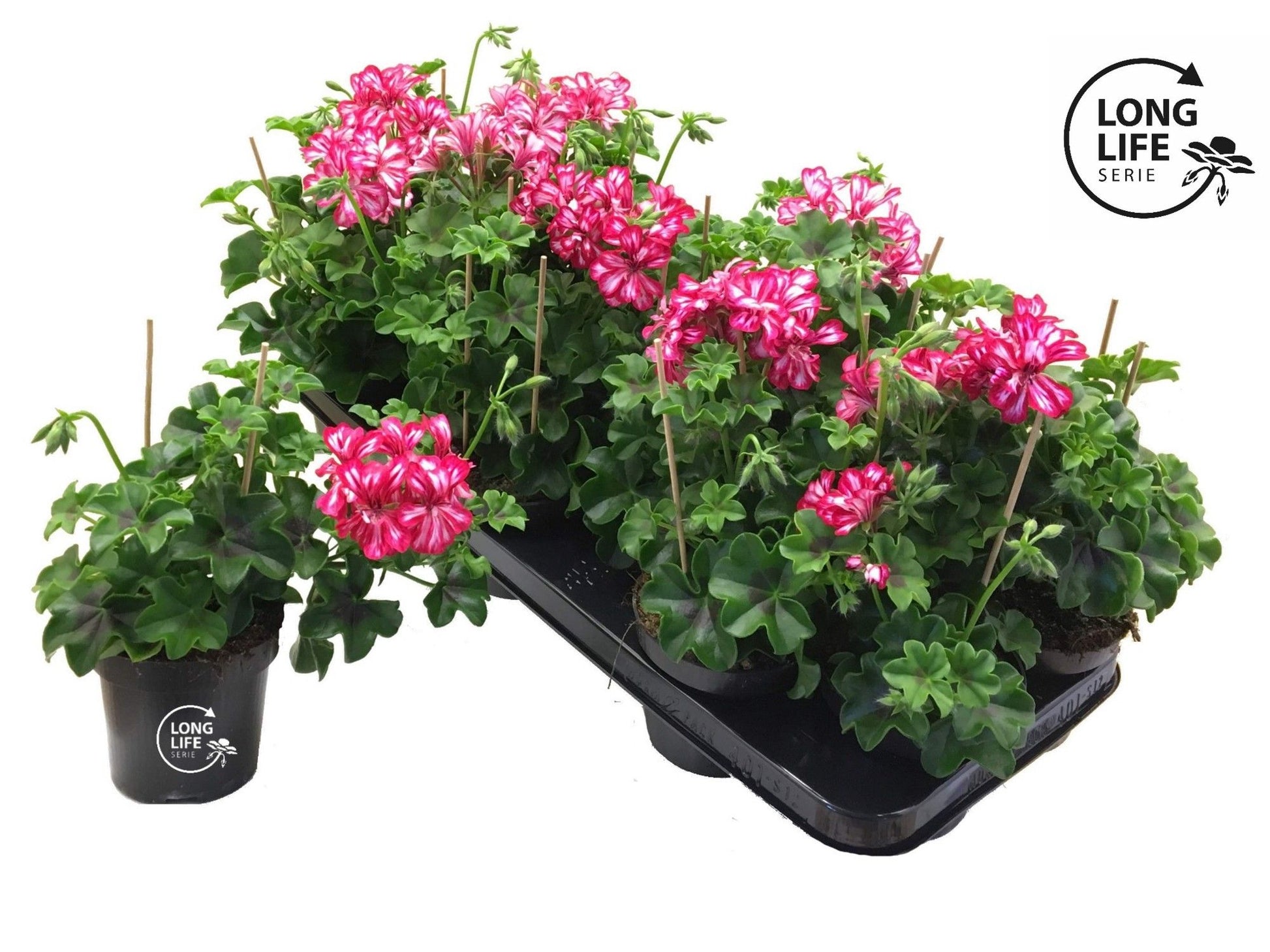 Pelargonium pelt. double red/white 25cm 510cm Pot