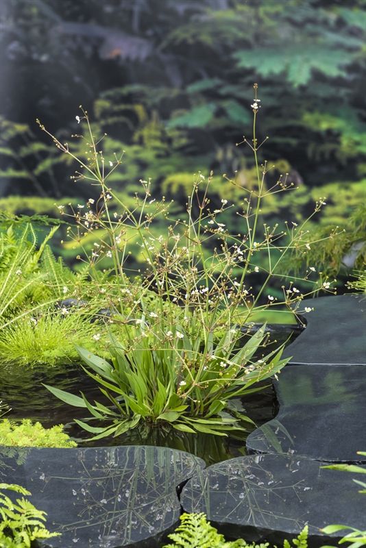 Alisma lanceolatum (18 x18) 20cm 18cm Pot