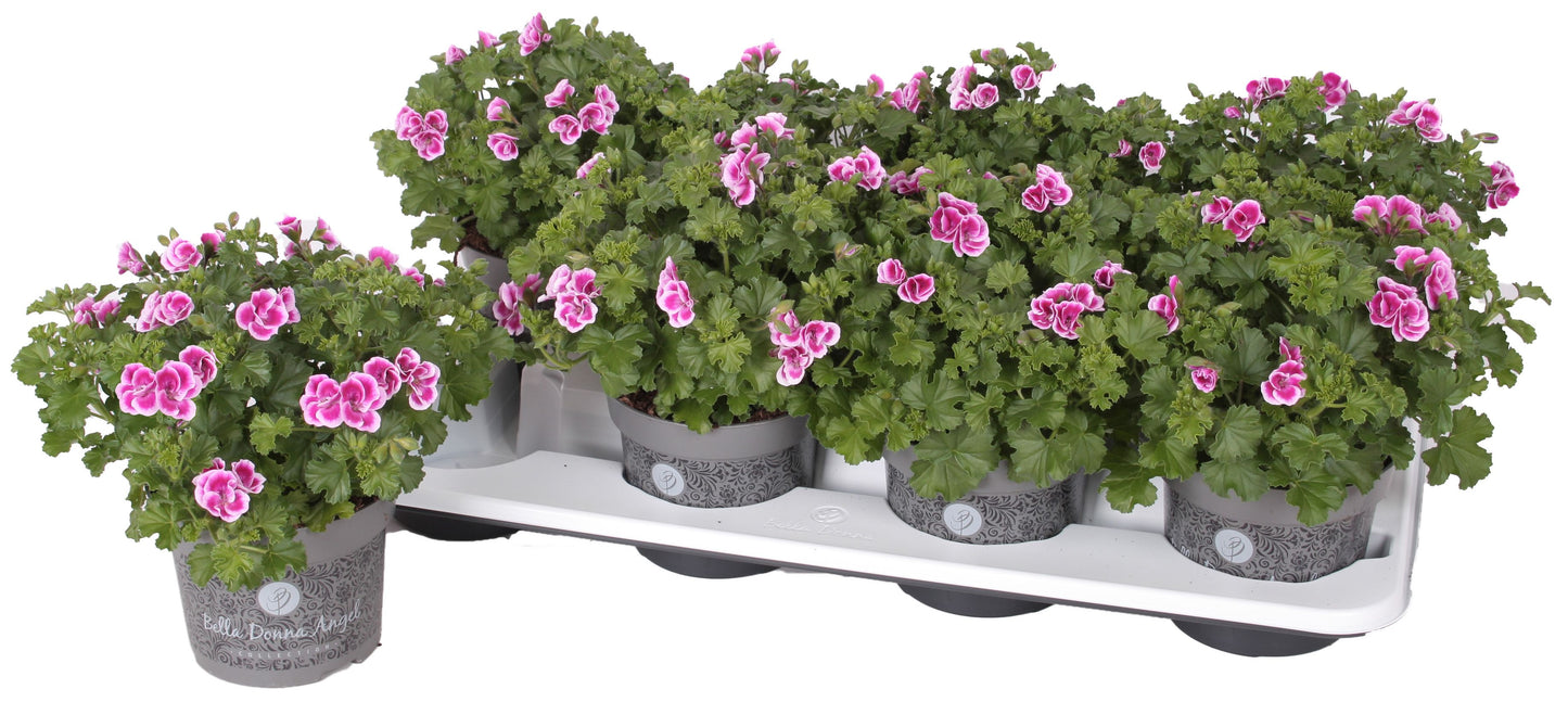 Pelargonium gr. Angel Fay 25cm 12cm Pot