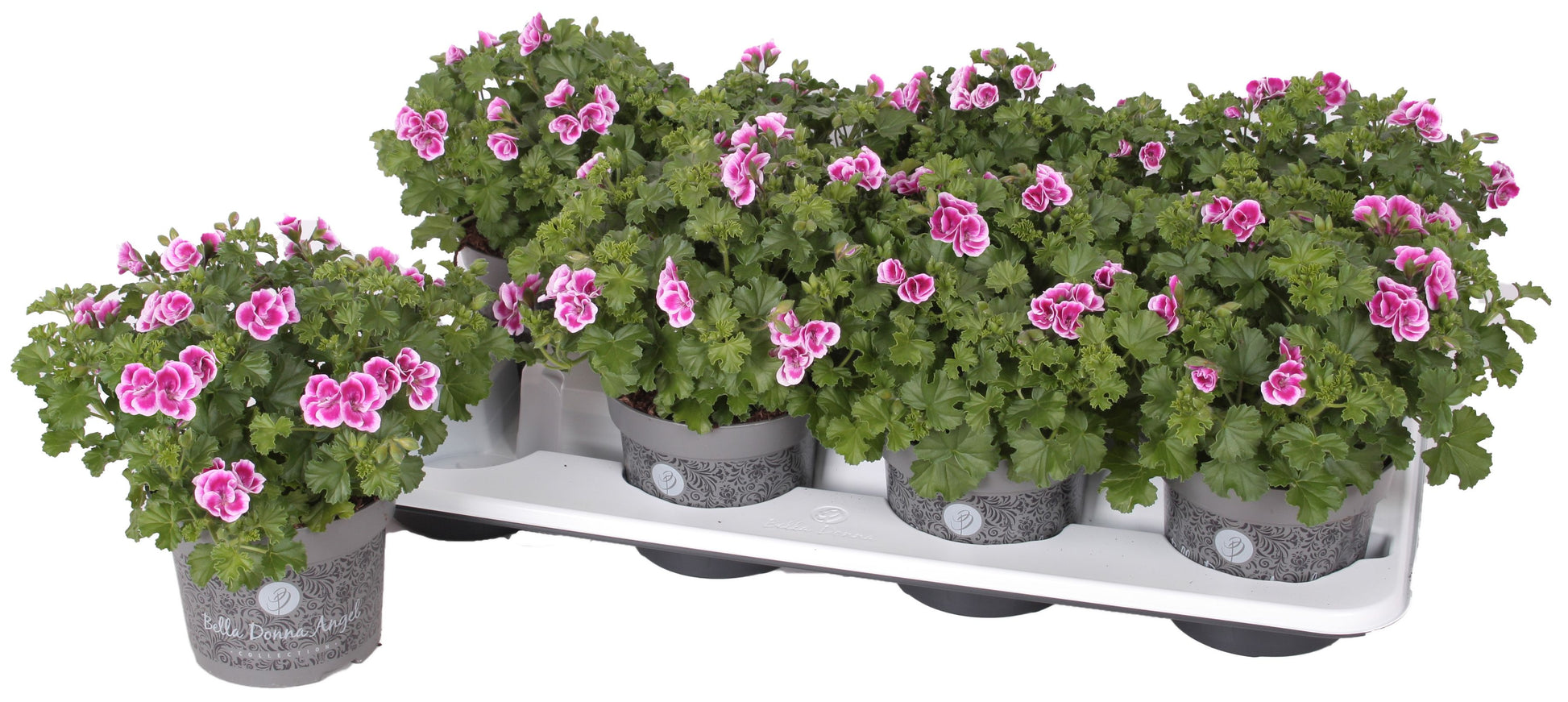 Pelargonium gr. Angel Fay 25cm 12cm Pot