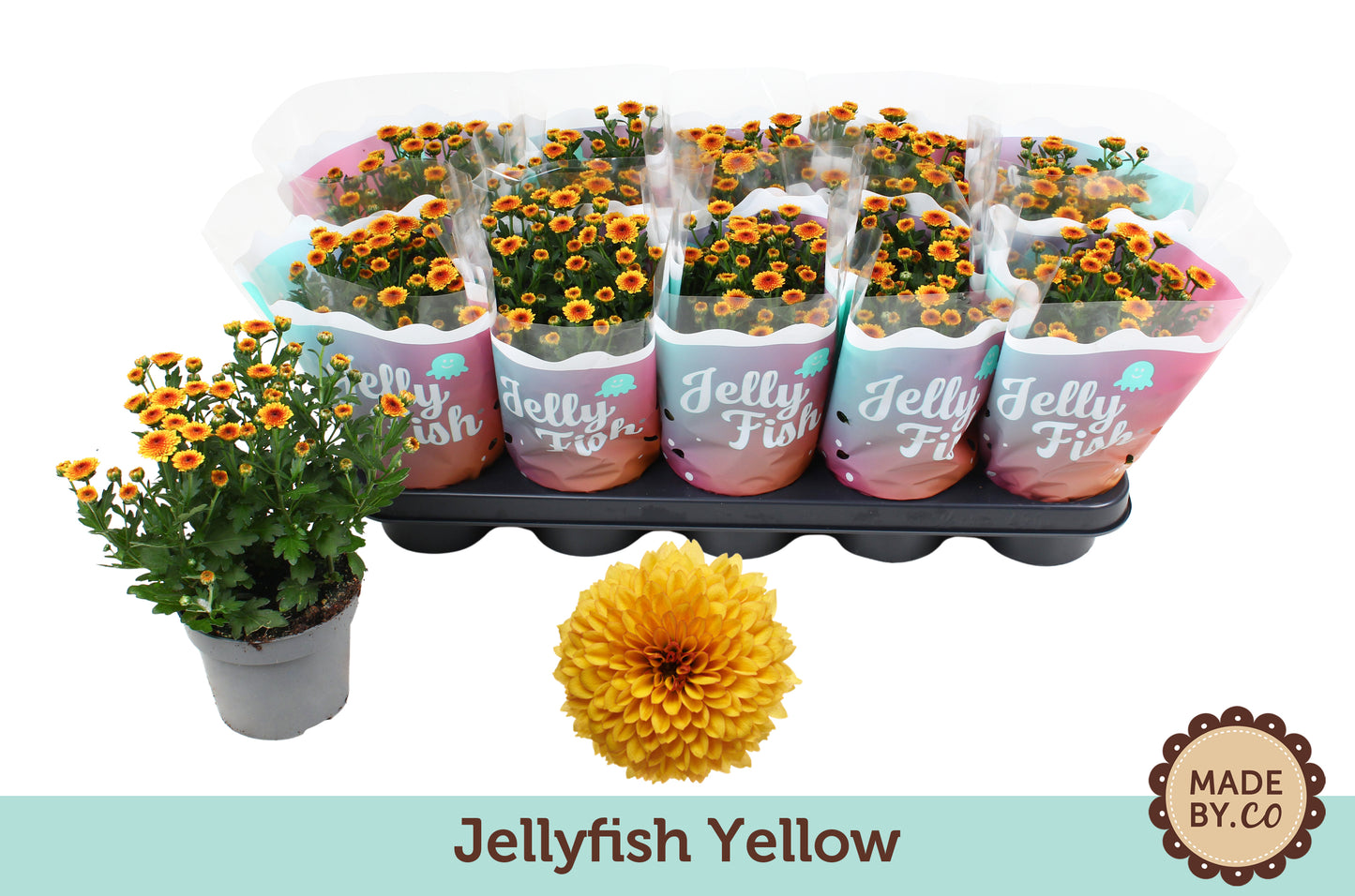 Chrysanthemum Jellyfish Amber 25cm 12cm Pot
