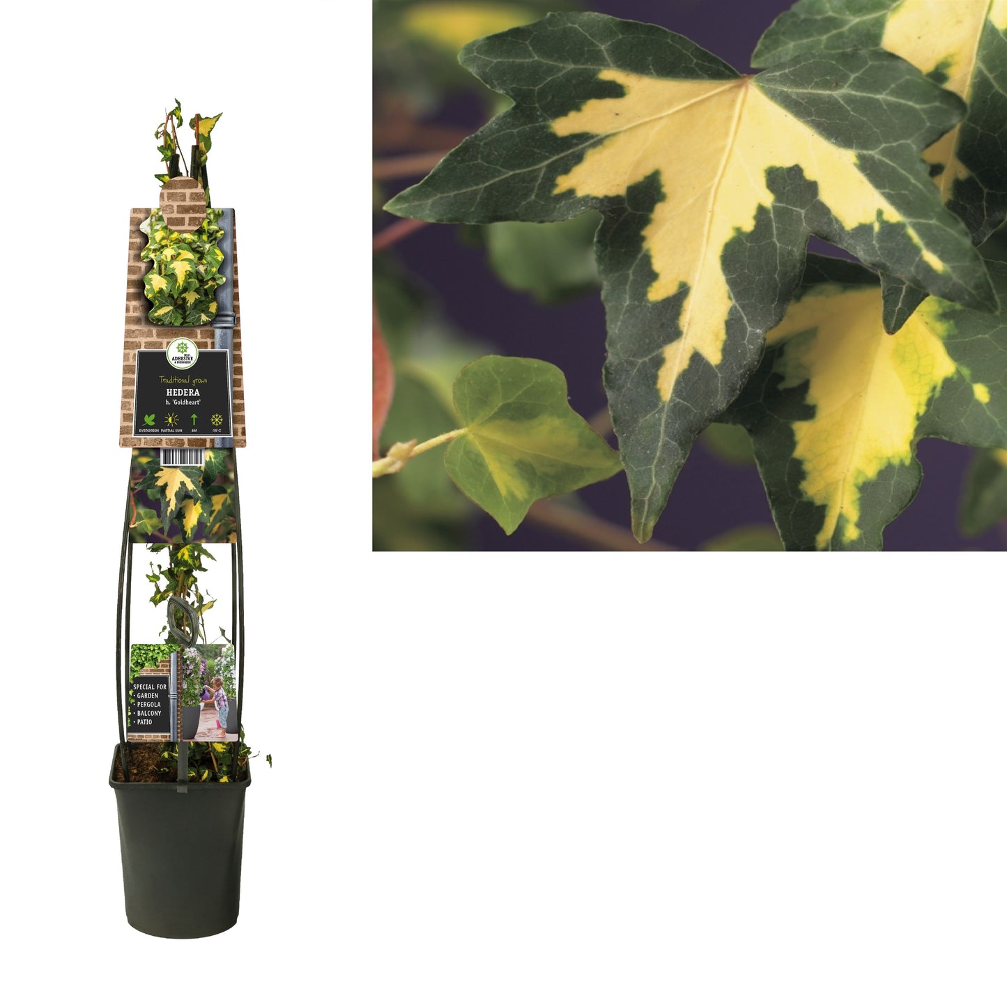 Hedera hel. Goldheart 23cm Pot