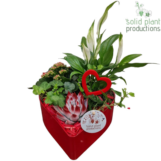 arr. Kamerplanten SE029RED 30cm 22cm Pot