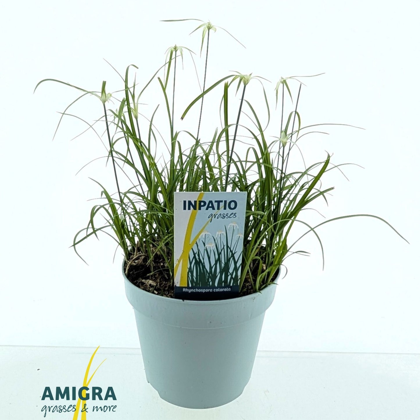 Rhynchospora colorata Sternentaenzer 55cm 17cm Pot