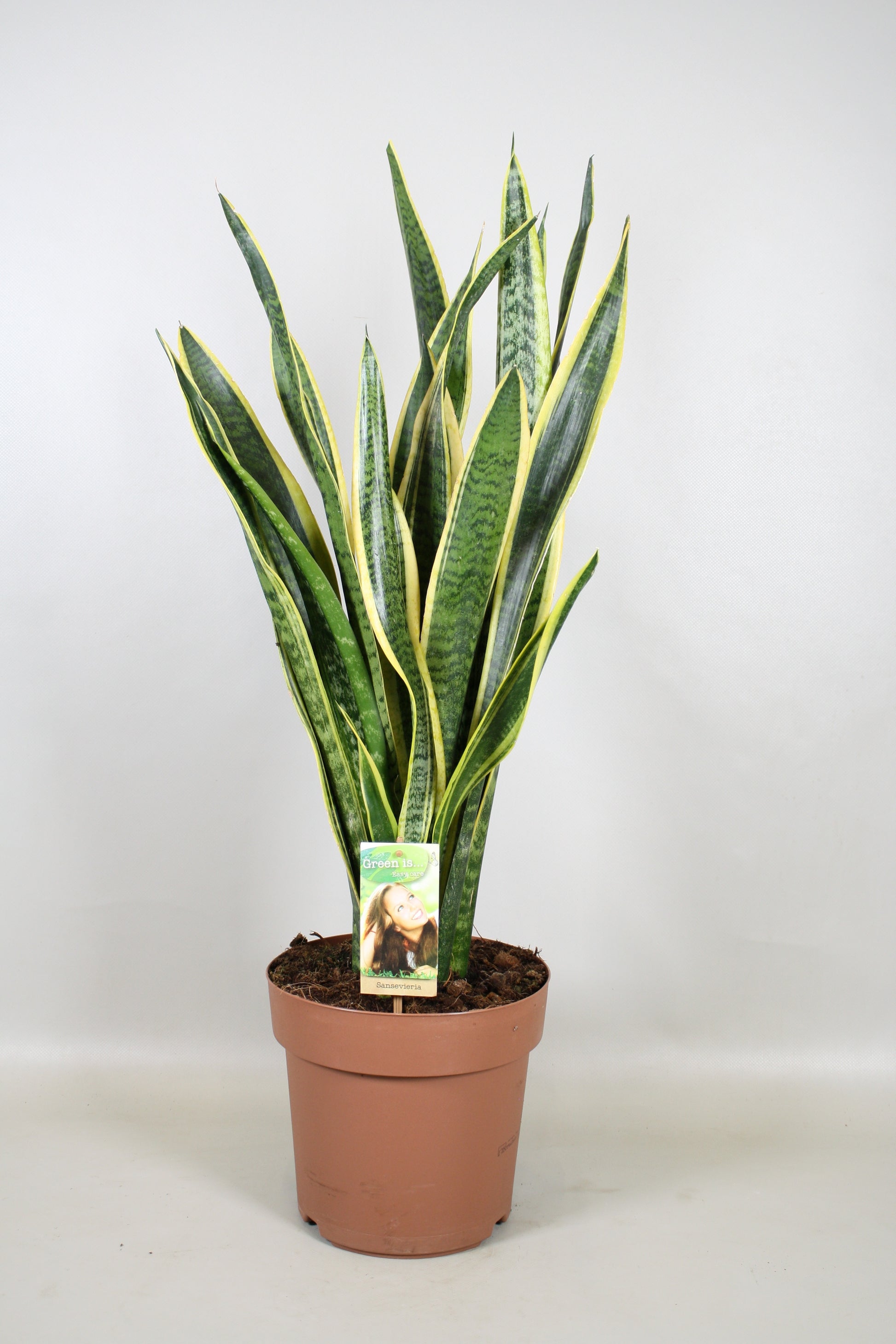 Sansevieria Laurentii 90cm 24cm Pot