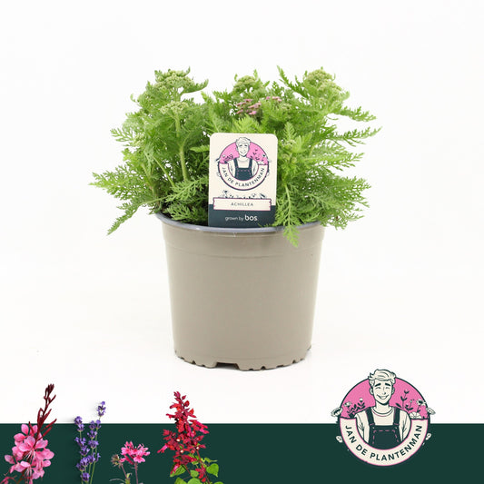 Achillea mil. Milly Rock Pink 35cm 17cm Pot