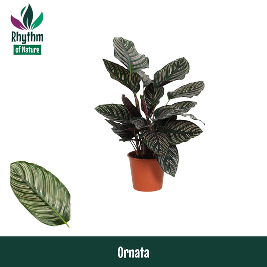 Calathea Ornata 45cm 14cm Pot