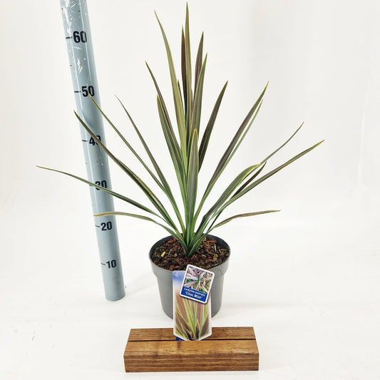 Cordyline 60cm 19cm Pot
