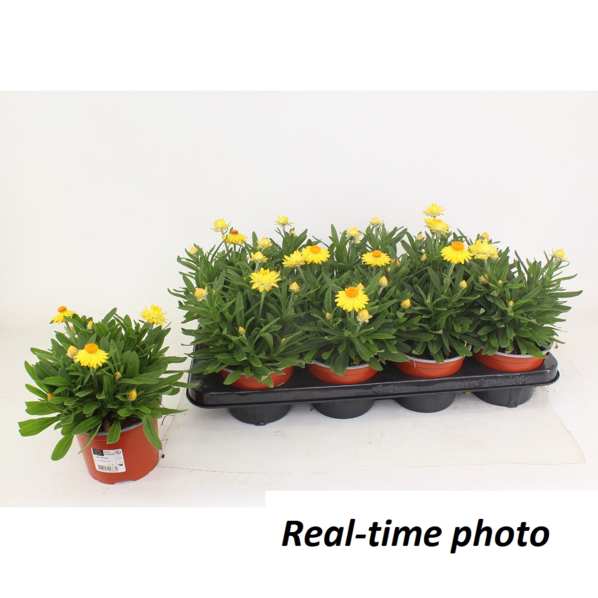 Xerochrysum Granvia Gold 25cm 12cm Pot