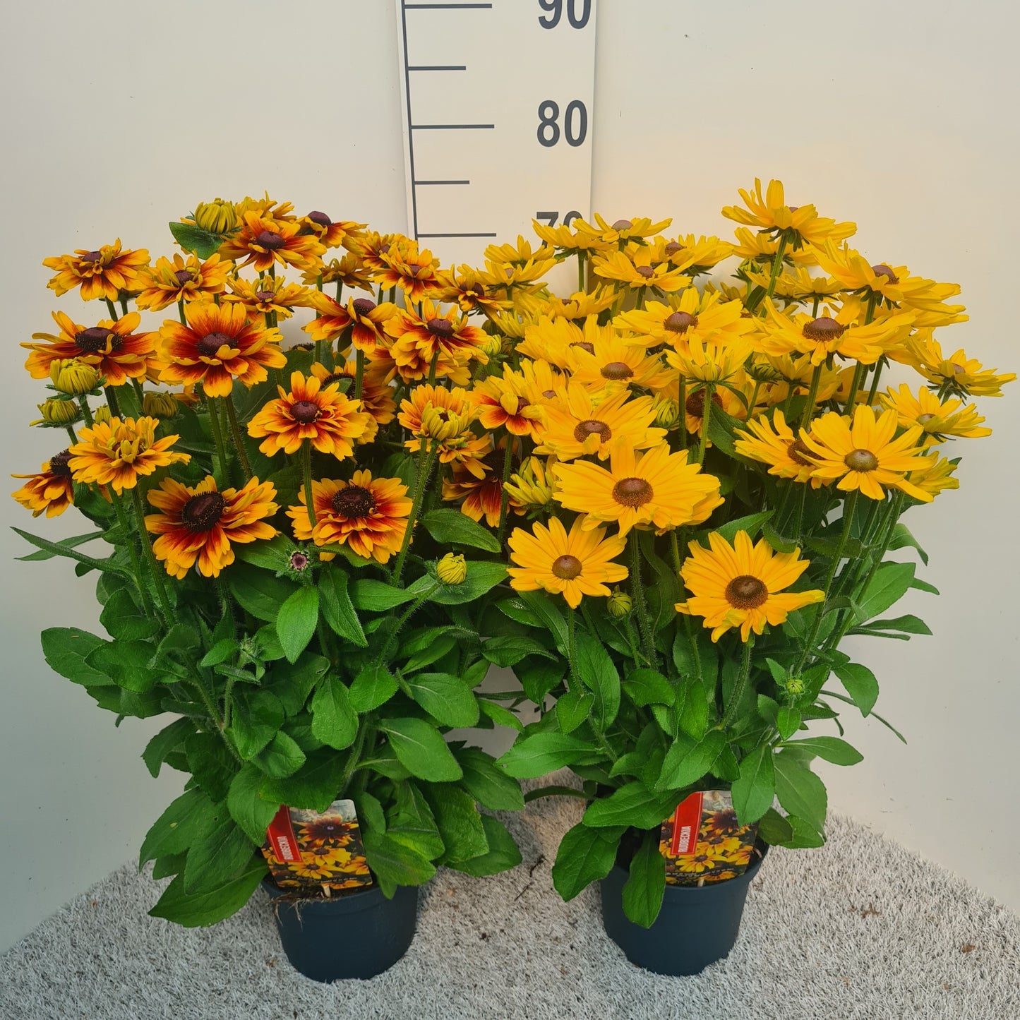 Rudbeckia 40cm 19cm Pot