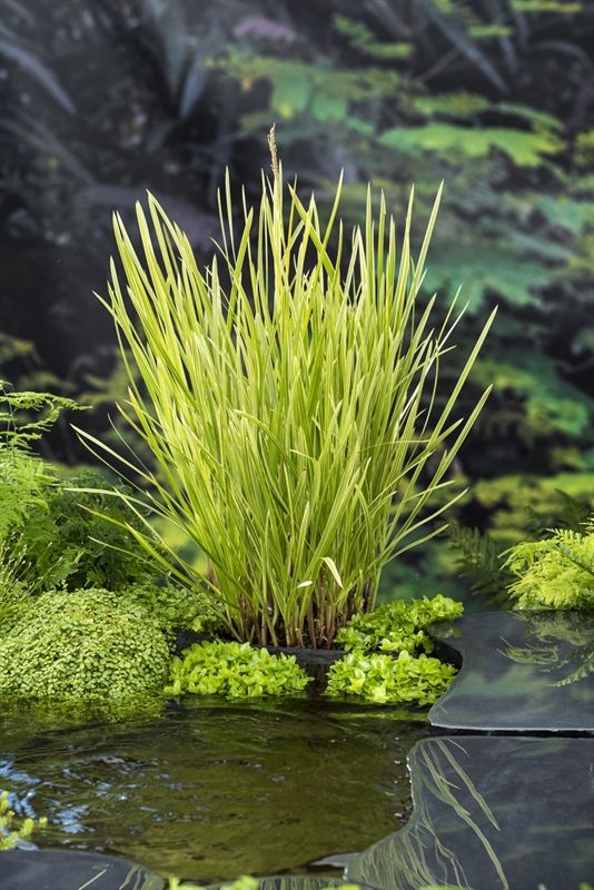 Glyceria maxima varie gala (18 x 18) 20cm 18cm Pot