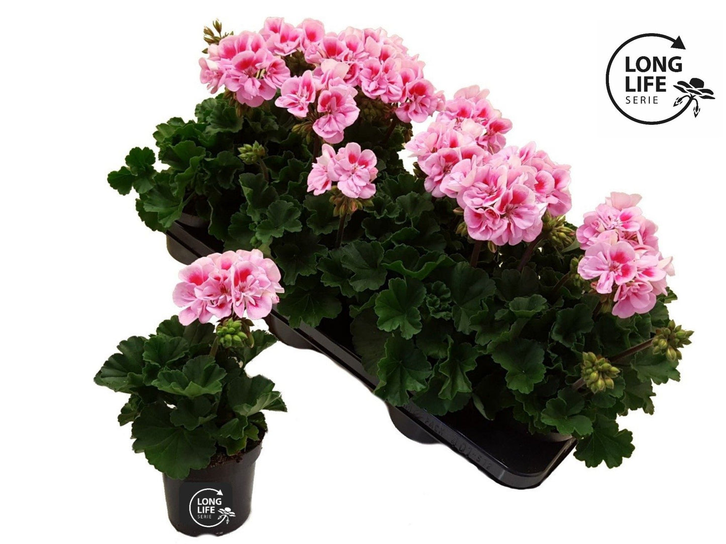 Pelargonium zon. white-pink 22cm 510cm Pot