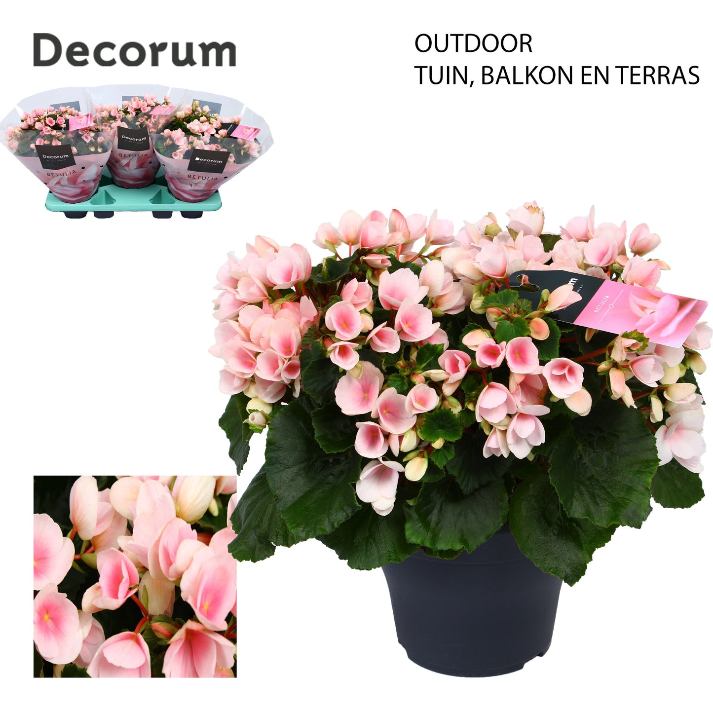 Begonia Betulia Light outdoor 35cm 19cm Pot