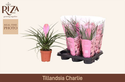 Tillandsia ionantha 30cm 12cm Pot