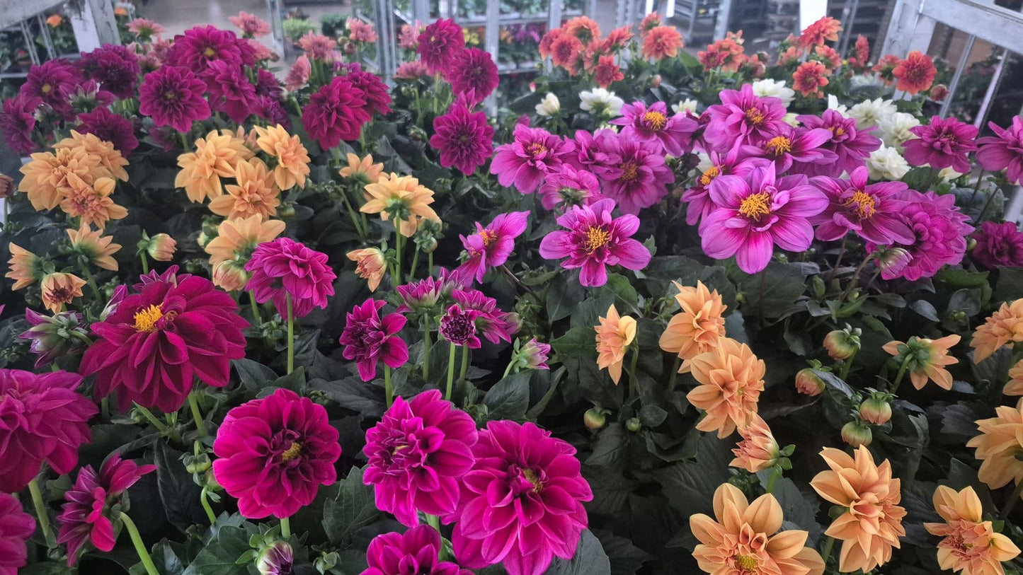 Dahlia Royal mix 27cm 12cm Pot