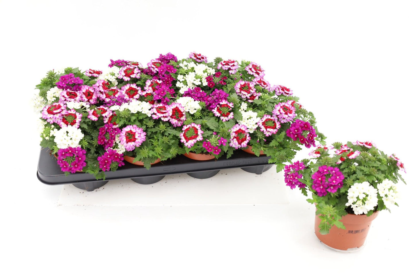 Verbena Trixie purple shades 17cm 13cm Pot