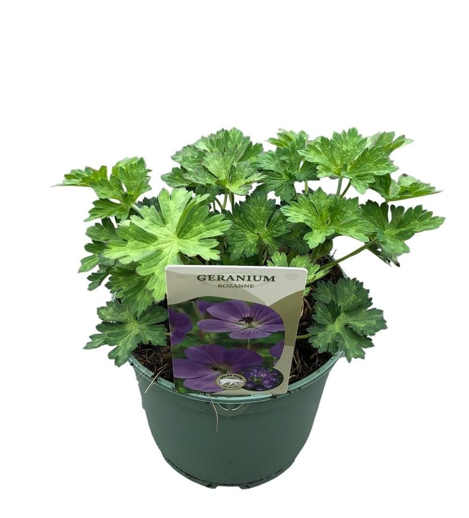 Geranium Rozanne (Hardy) 25cm 17cm Pot