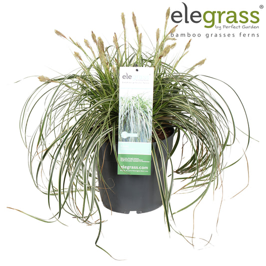 Carex Feather Falls 55cm 23cm Pot