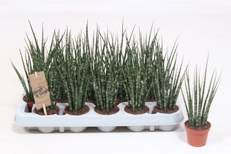 Sansevieria Fernwood Mikado 20cm 6cm Pot