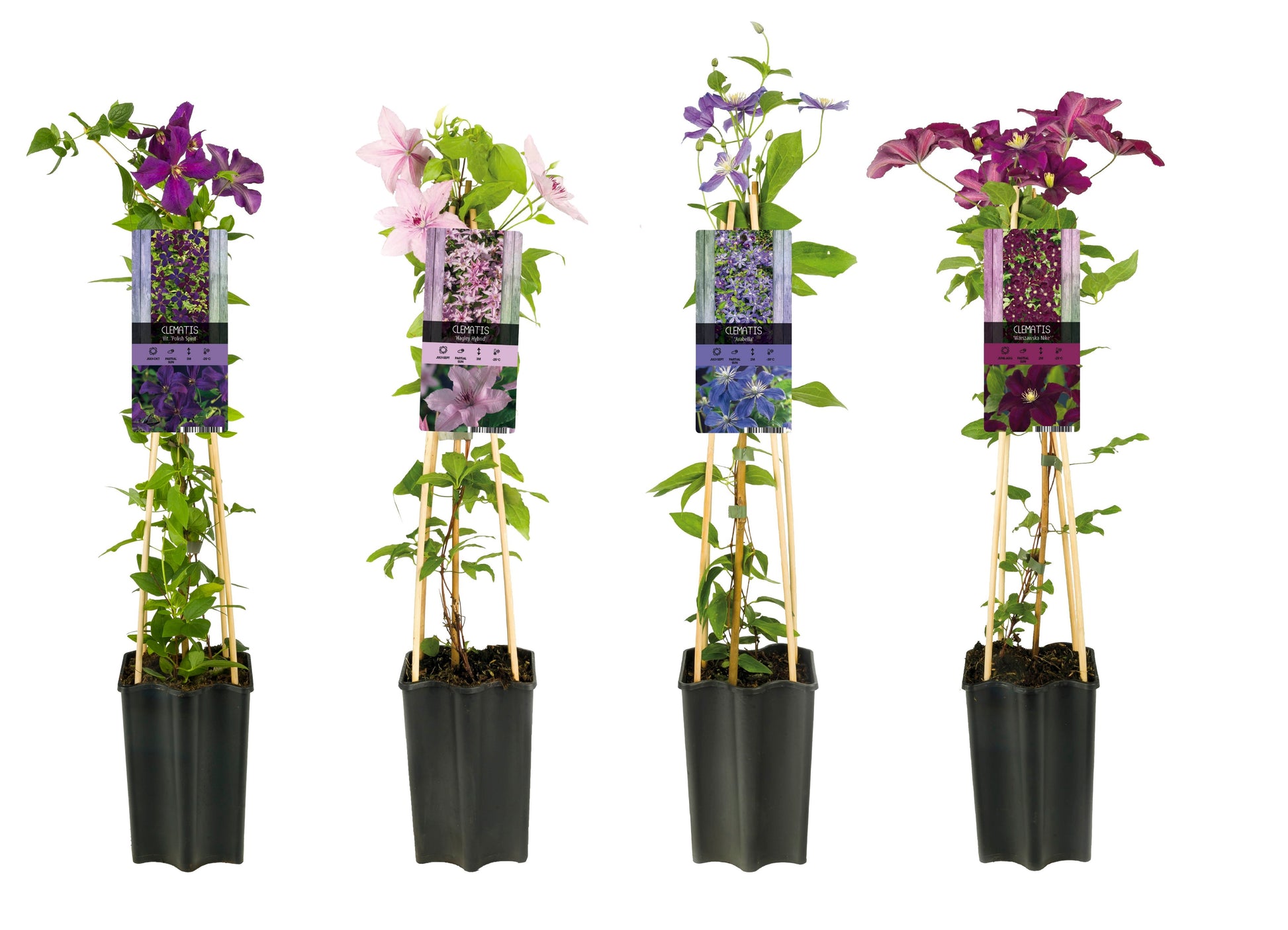 Clematis hybrid mix 65cm 15cm Pot