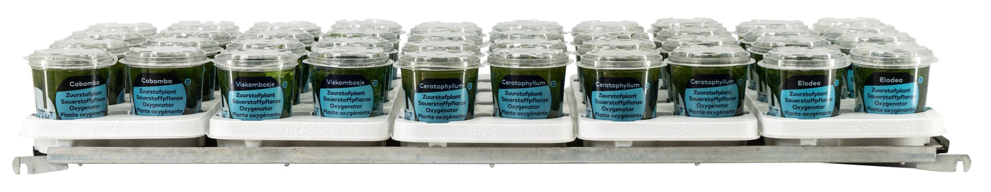 Waterplants (Oxygen) mix 15cm 12cm Pot