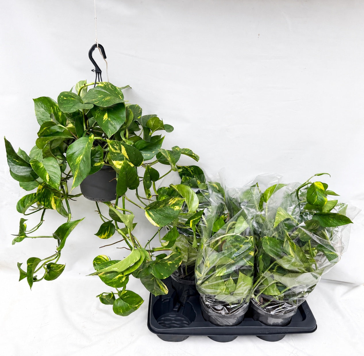 van Riet Potplanten Epipremnum pinnatum Pack of 6