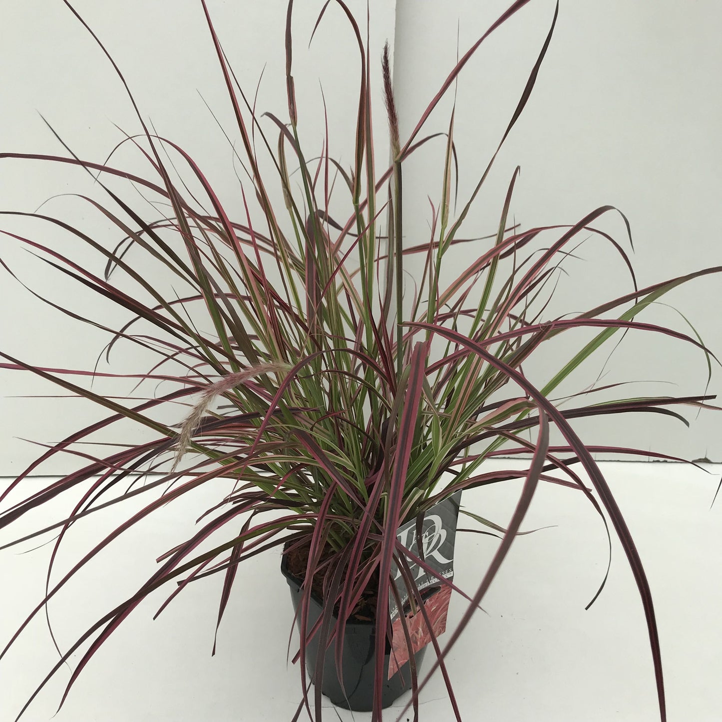Pennisetum Fireworks 40cm 17cm Pot