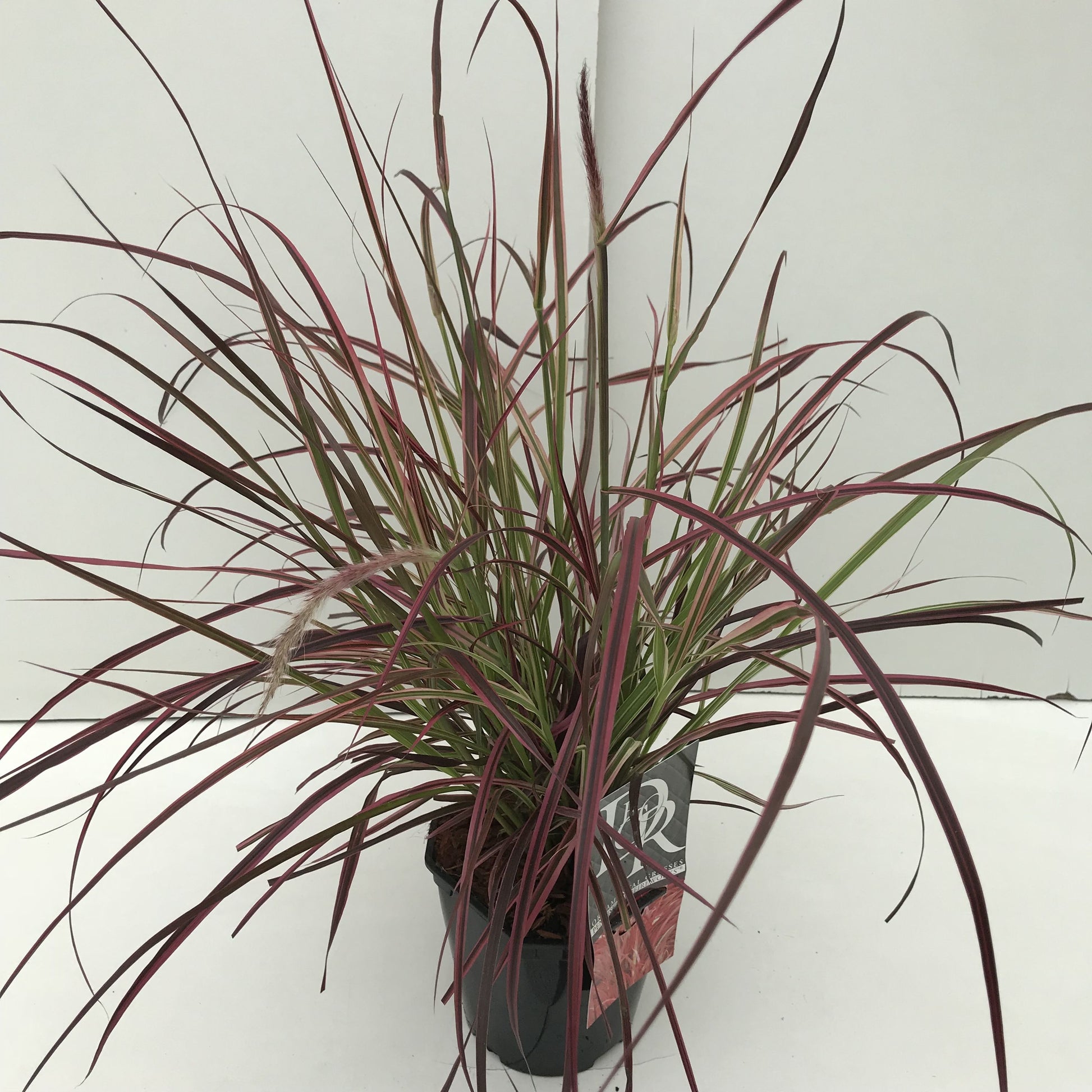 Pennisetum Fireworks 40cm 17cm Pot