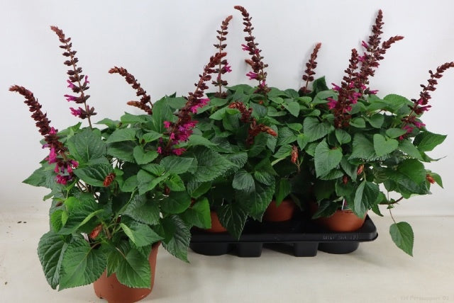 Salvia Salgoon Lake Flamingo 70cm 19cm Pot