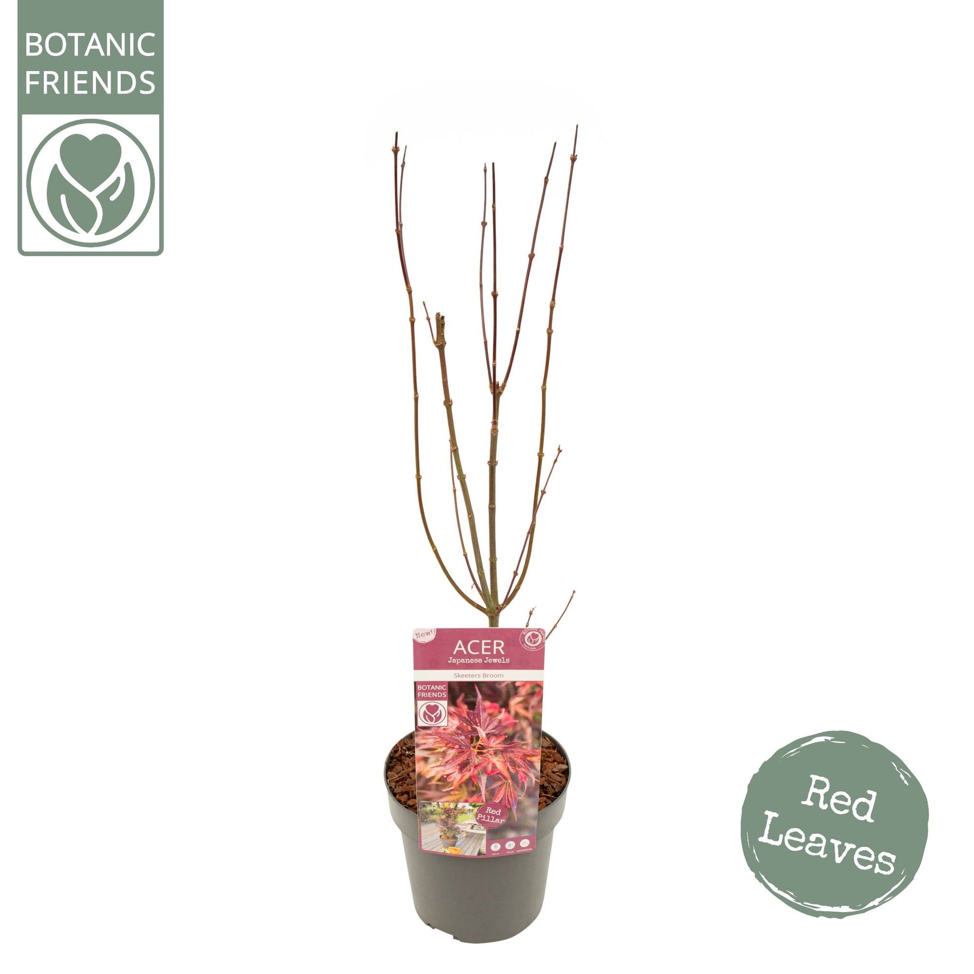 Acer palm. Skeeters Broom 65cm 19cm Pot