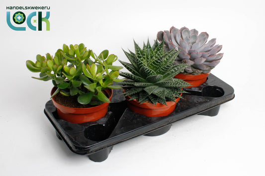 Succulent mix 30cm 17cm Pot