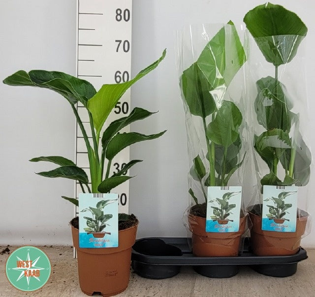 Strelitzia nicolai 70cm 19cm Pot