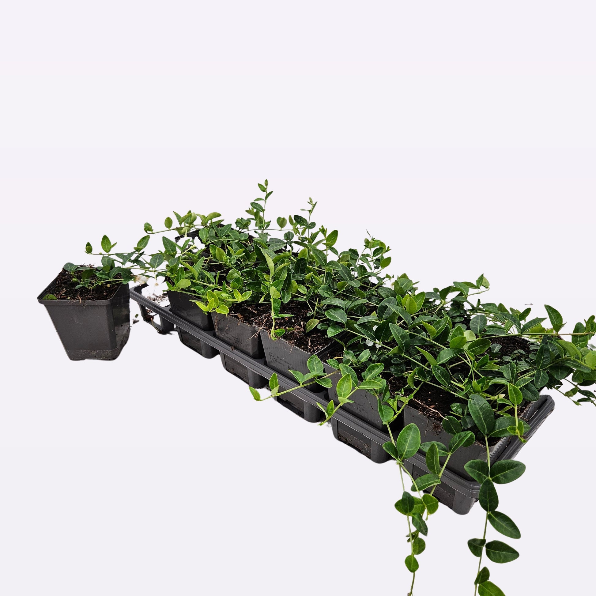 Vinca min. Alba 15cm 9cm Pot