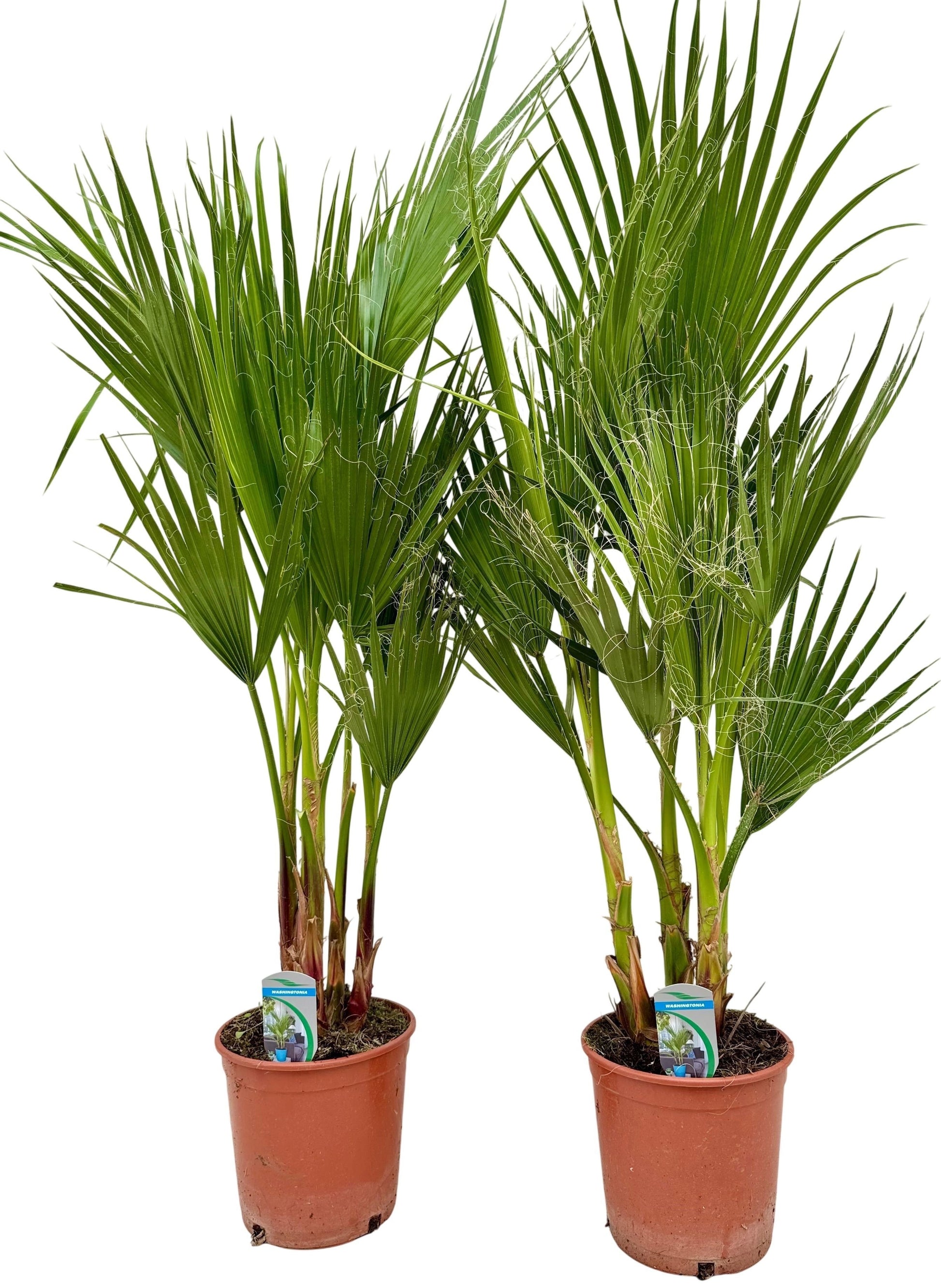 Washingtonia filifera 100cm 21cm Pot
