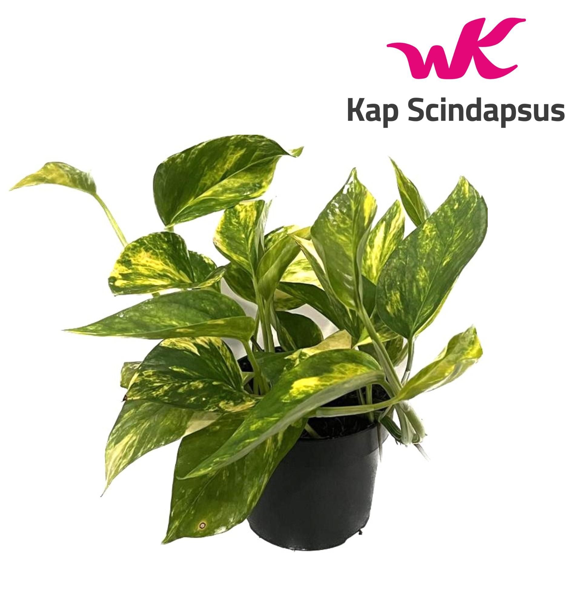 Epipremnum pinnatum Hicolor 20cm 12cm Pot